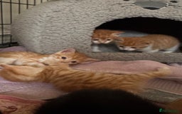Mixed Breed cats for sale: Kittens  - Image 1