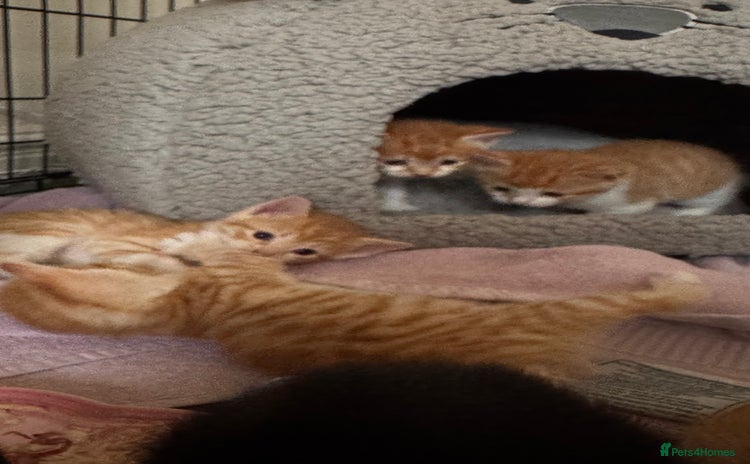 Mixed Breed cats - Advert 3