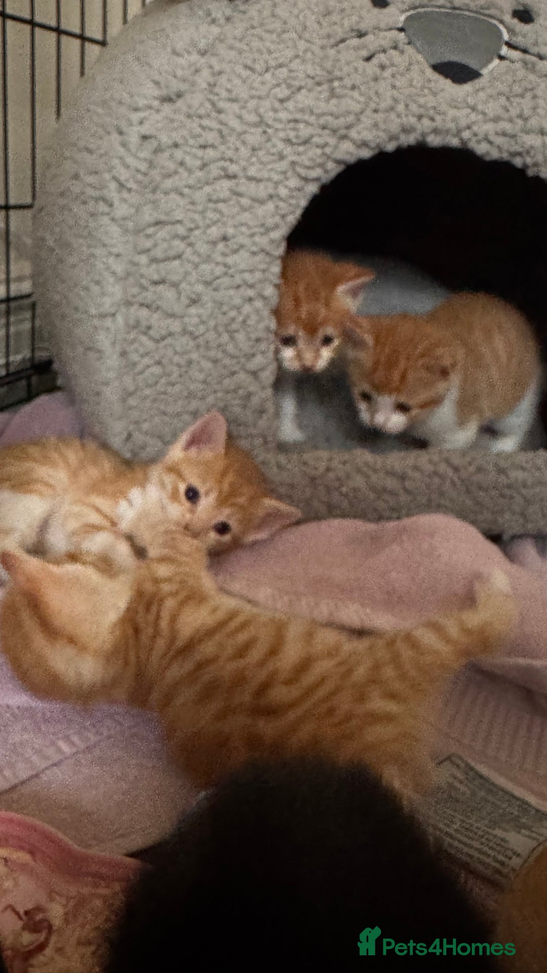 Mixed Breed cats for sale: Kittens  - Image 1