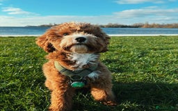 Aussiedoodle dogs for sale: Adorable Aussiedoodle Puppy Lottie for Adoption - Image 4