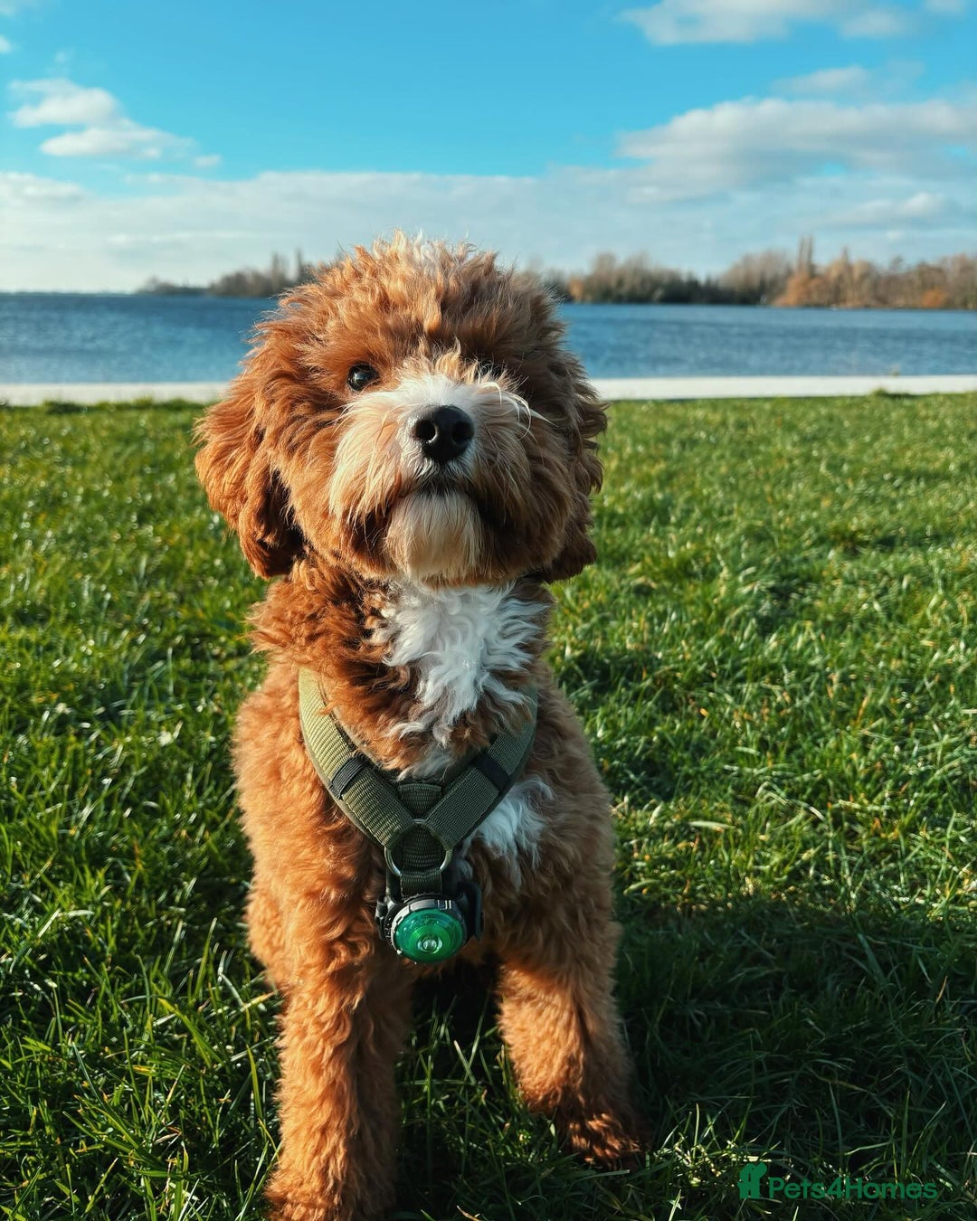 Aussiedoodle dogs for sale: Adorable Aussiedoodle Puppy Lottie for Adoption - Image 4