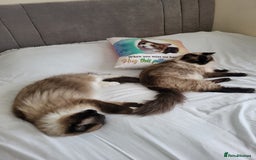 Ragdoll cats for sale: 5 beautiful ragdoll kittens - Image 10