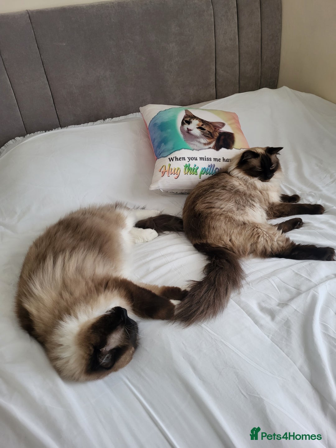 Ragdoll cats for sale: 5 beautiful ragdoll kittens - Image 10