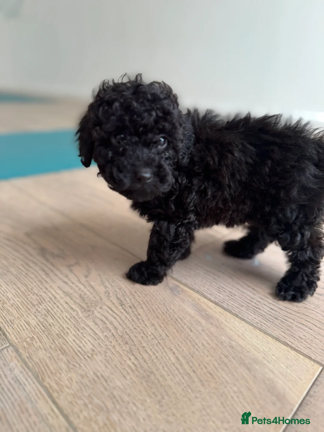 Cockapoo dogs for sale: Outstanding F1b Cockapoo Fully Health Tested  - Advert 2