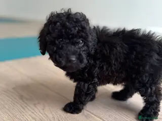 Cockapoo dogs Outstanding F1b Cockapoo Fully Health Tested - Advert 11