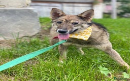 Mixed Breed dogs for adoption: 💖🐶 JOYA 🐶💖 - Image 11
