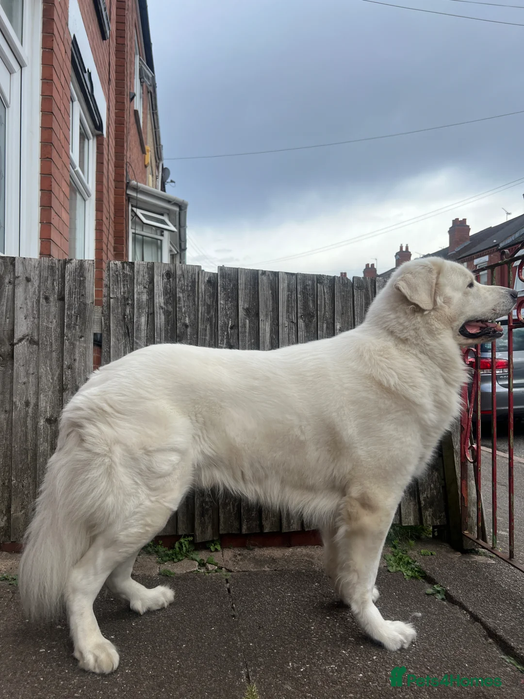 Pyrenean Mountain Dog dogs for stud: Come and have a look at this beast with high IQ in Southampton - Advert 2