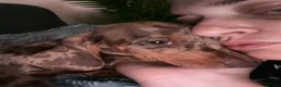 Dachshund dogs for sale: Lovely dachshunds!!! - Advert 20