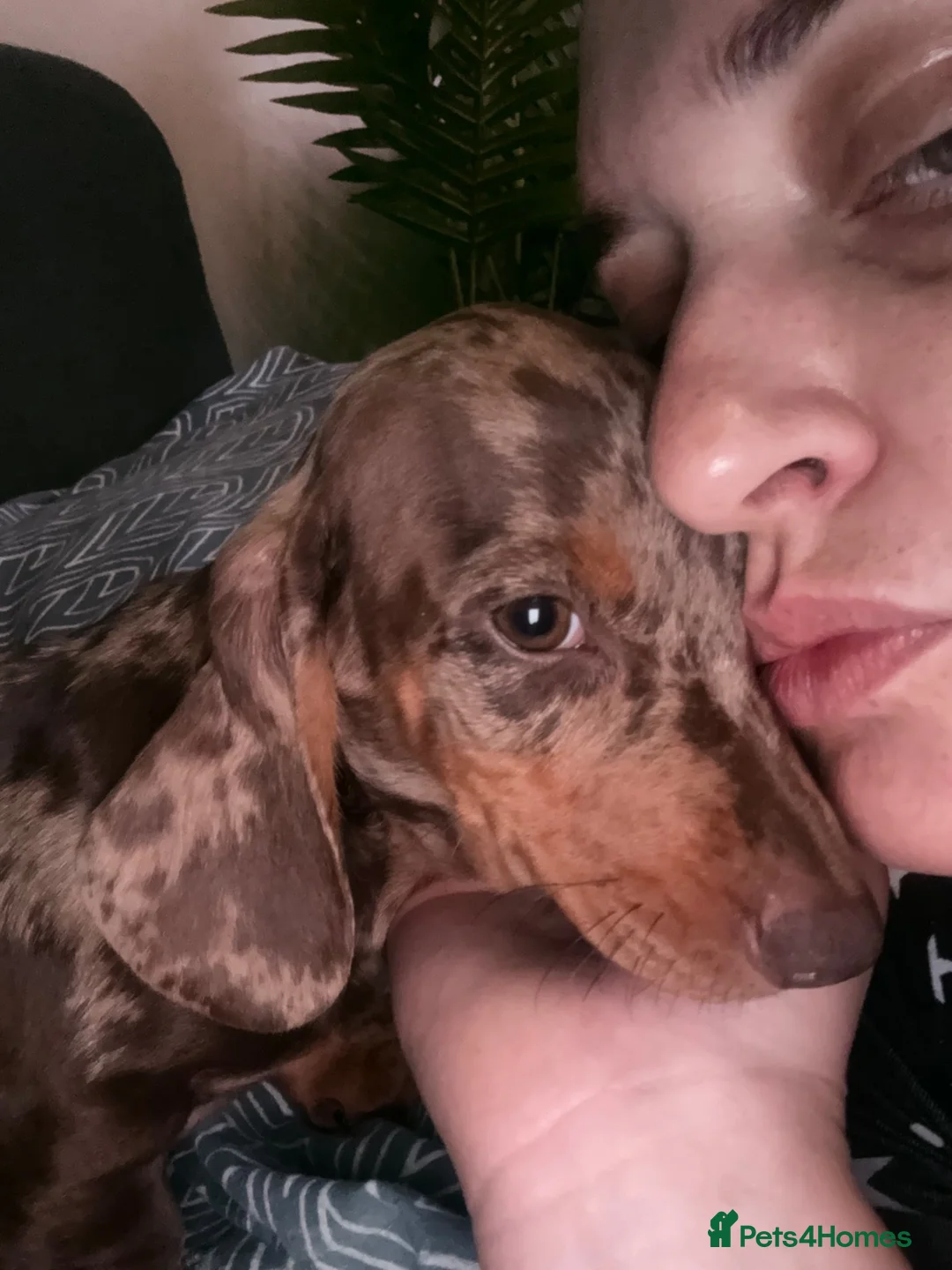 Dachshund dogs for sale: SOLD!SOLD!Thank you! Lovely standard dachshunds!!! - Advert 1