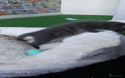 British Shorthair cats for sale: 3 beautiful kittens - Image 20
