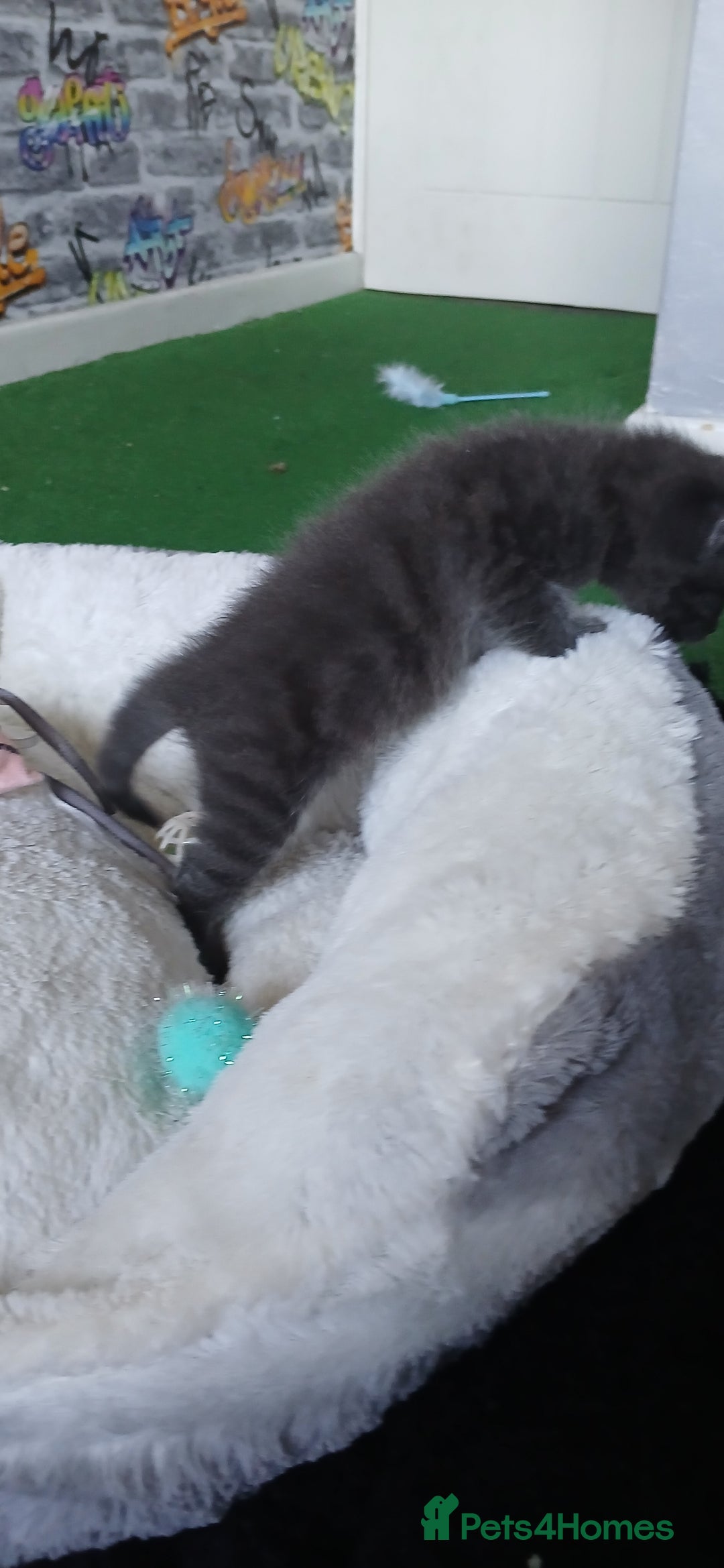 British Shorthair cats for sale: 3 beautiful kittens - Image 20