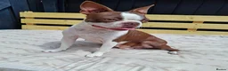 Boston Terrier dogs for sale: 7 KC registered Boston terrier pups  - Advert 4