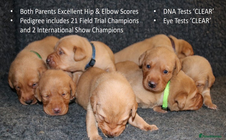 Labrador Retriever dogs - Advert 1