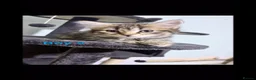Savannah cats for sale: Gorgeous savannah kittens 2 boys left in Aylesbury - Advert 6