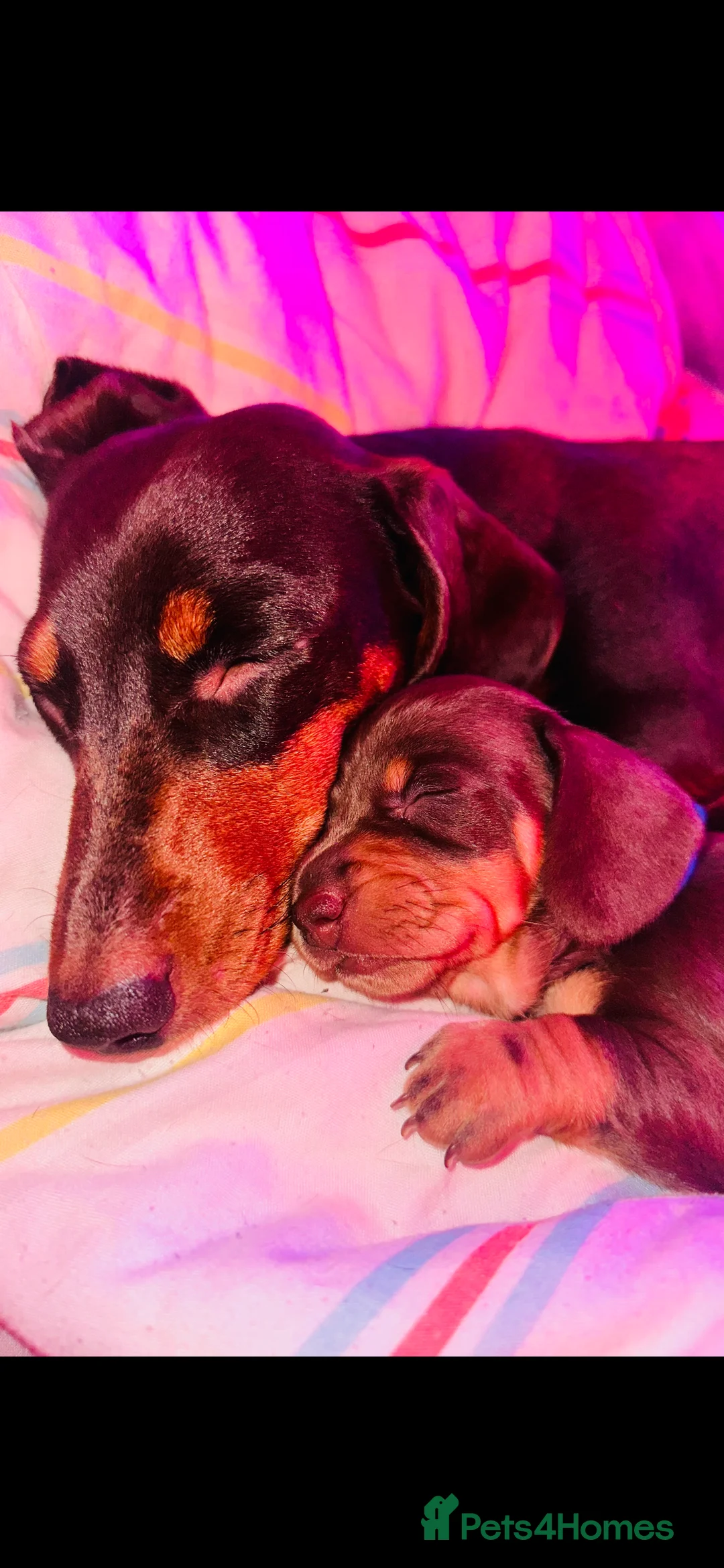 Miniature Dachshund dogs for sale: Trainer Raised Mini Dachshund Puppies - Advert 2