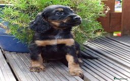 Cocker Spaniel dogs for sale: Beautiful KC Registered Cocker Spaniel Puppies  - Image 16