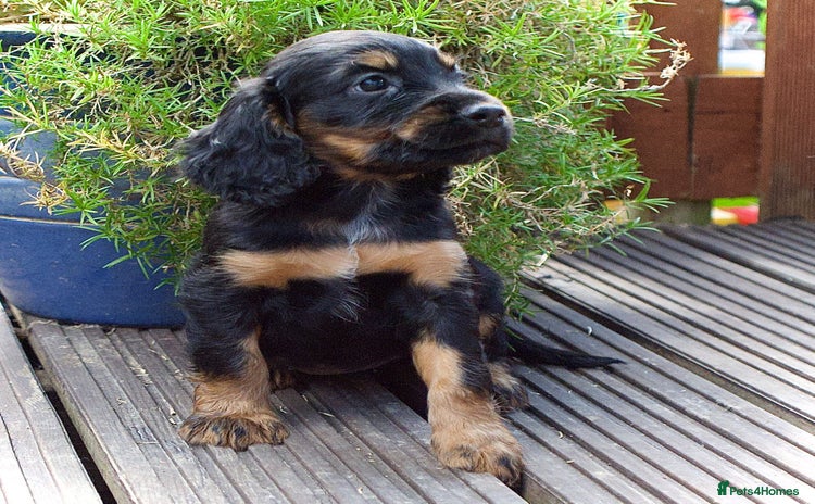Cocker Spaniel dogs - Advert 14