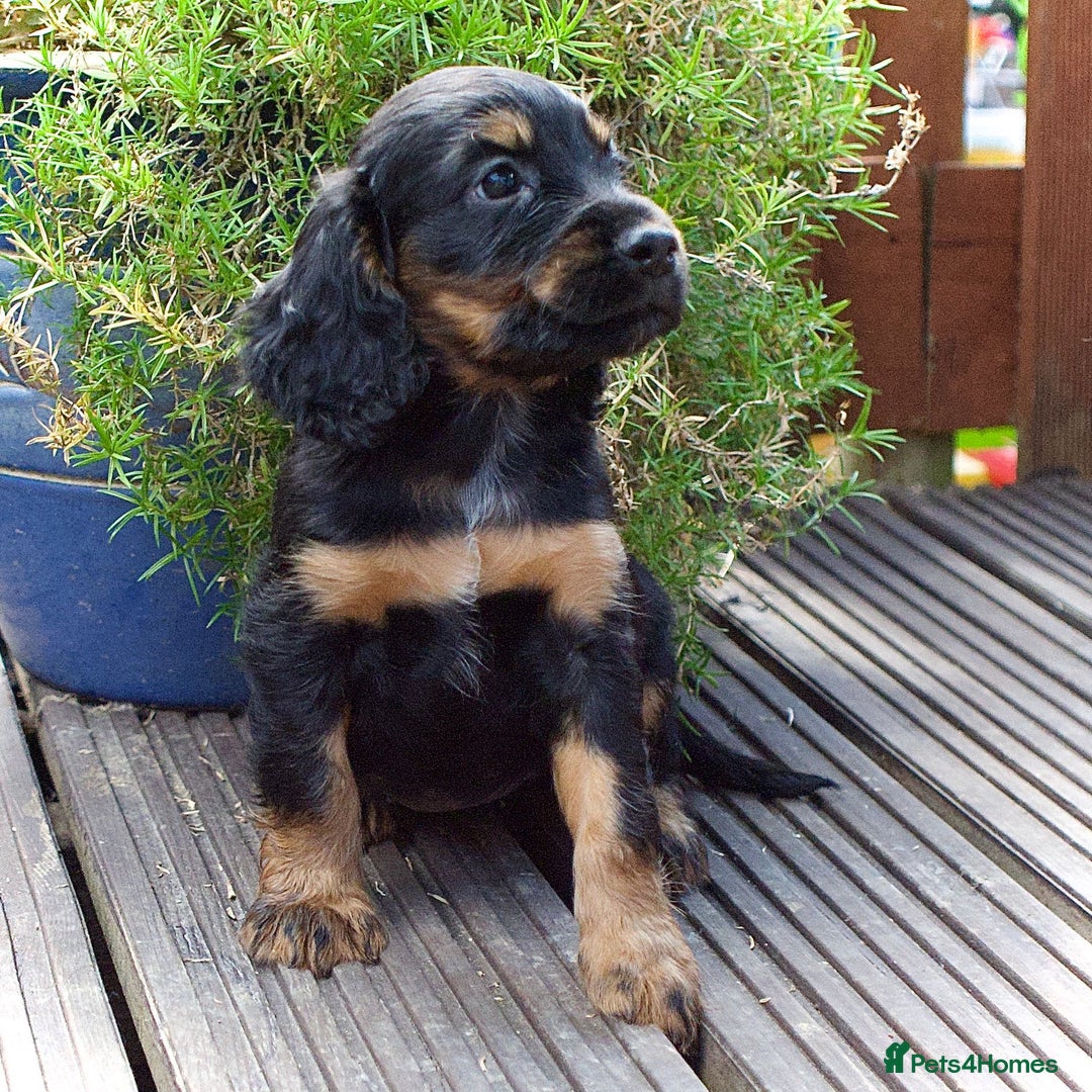 Cocker Spaniel dogs for sale: Beautiful KC Registered Cocker Spaniel Puppies  - Image 16