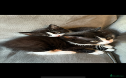 Bengal cats for sale: 4 bengals 2 black/white ready in time for  **   - Advert 8