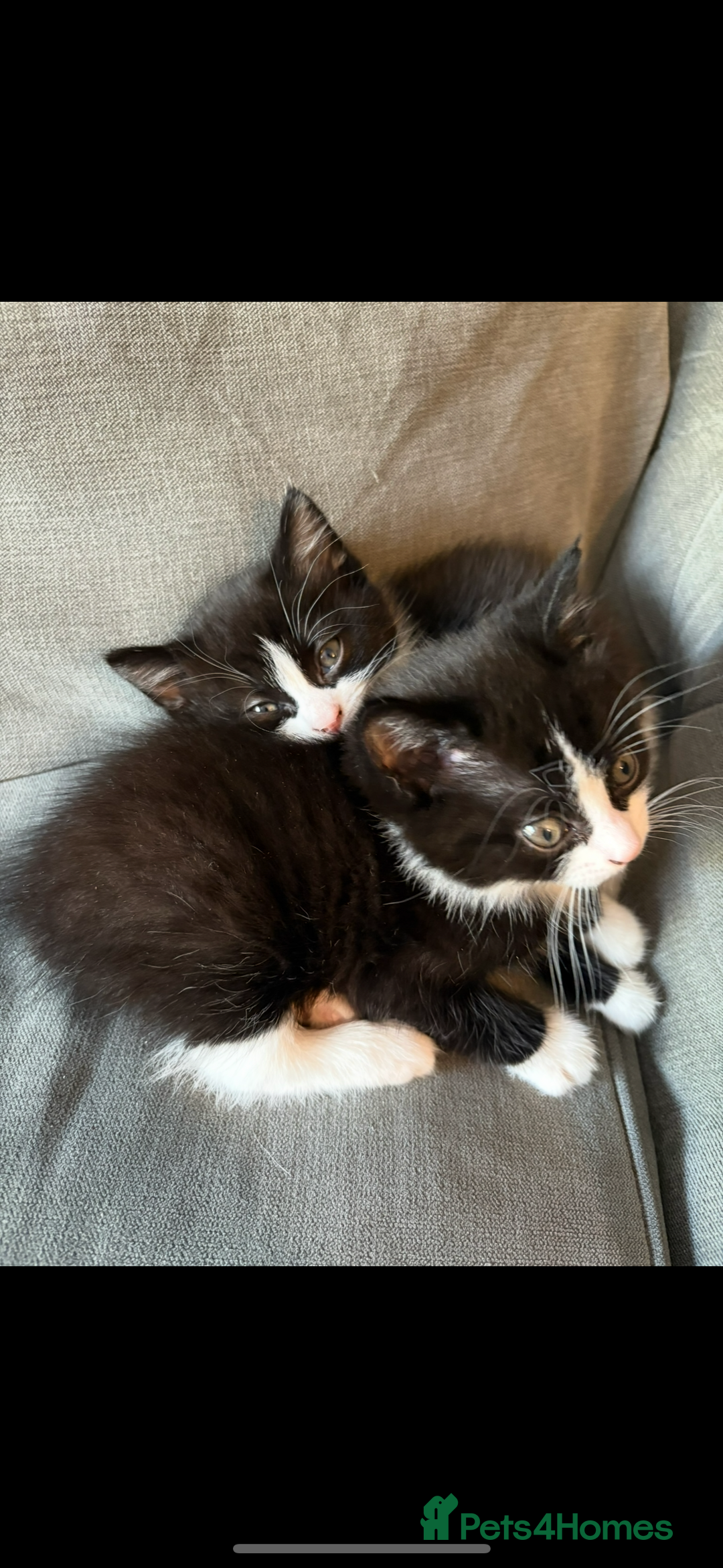 Bengal cats for sale: 4 bengals 2 black/white ready in time for  **   - Advert 8