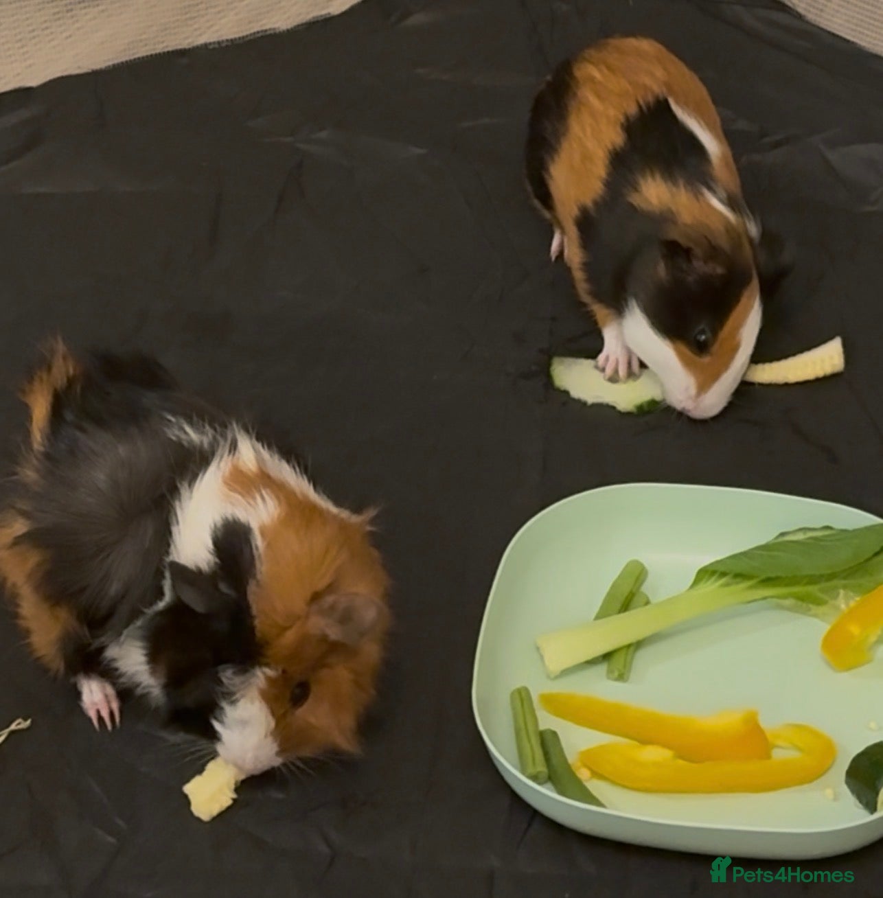 Guinea Pig rodents 2 guinea pigs-looking for new homes - Advert 1