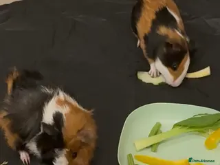 Guinea Pig rodents 2 guinea pigs-looking for new homes - Advert 8