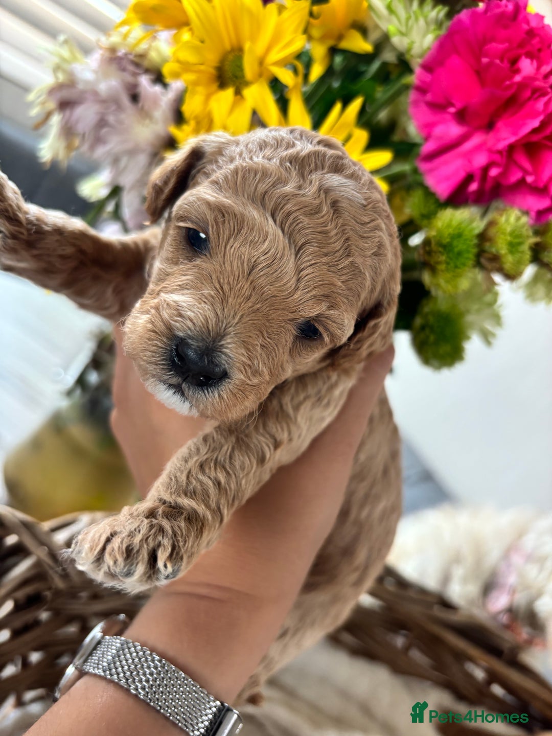 Maltipoo dogs for sale: 🐾 Adorable Maltipoo Puppies 🐾  - Image 8