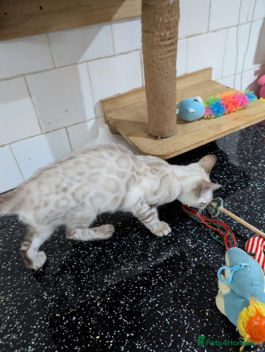 Bengal cats for sale: 🔥✨Pedigree TICA-Registered Bengals - Advert 5