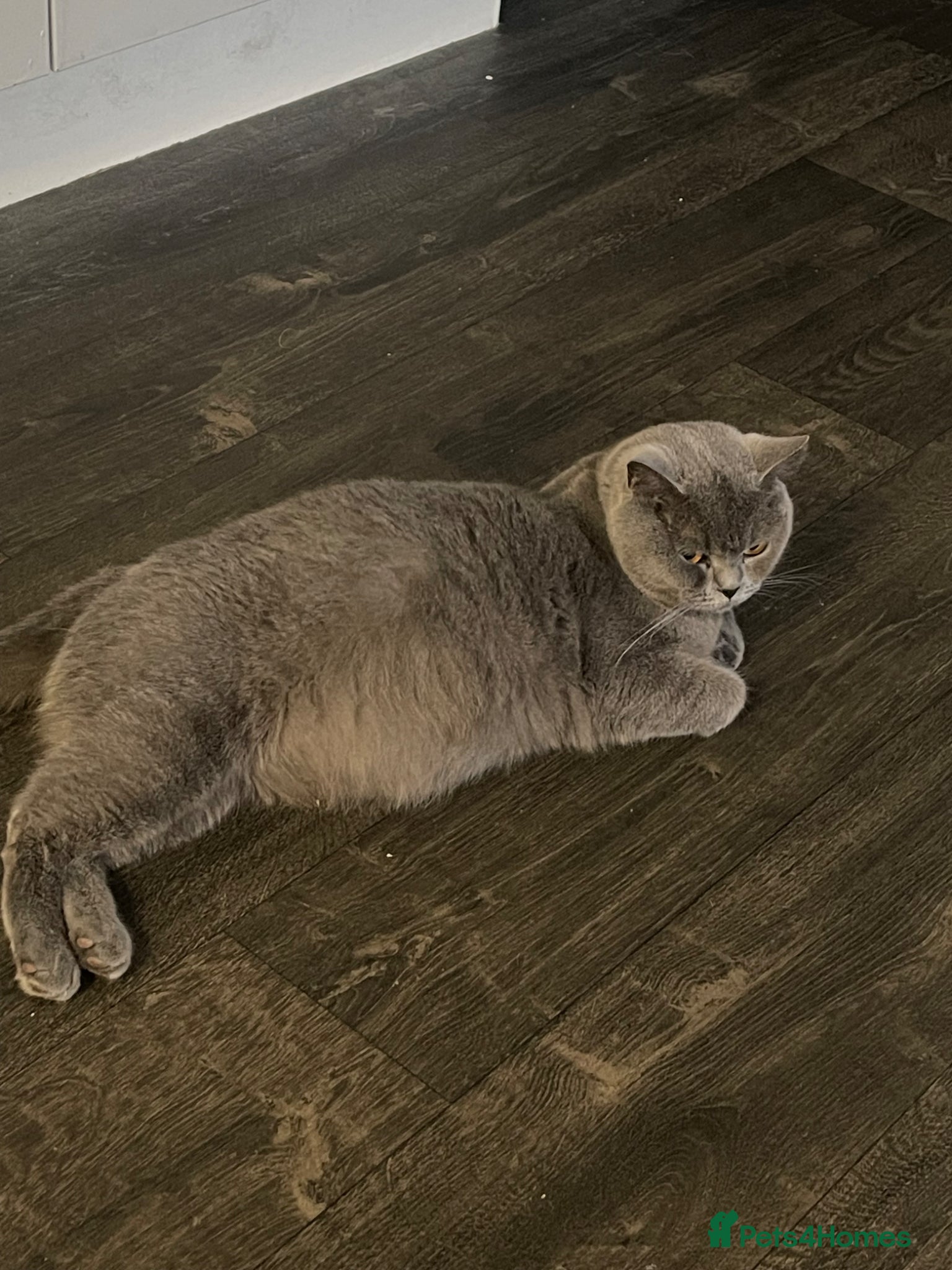 British Shorthair cats British short haired blues  - Advert 1