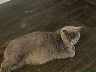 British Shorthair cats GCCF pedigree British shorthairs - Advert 1