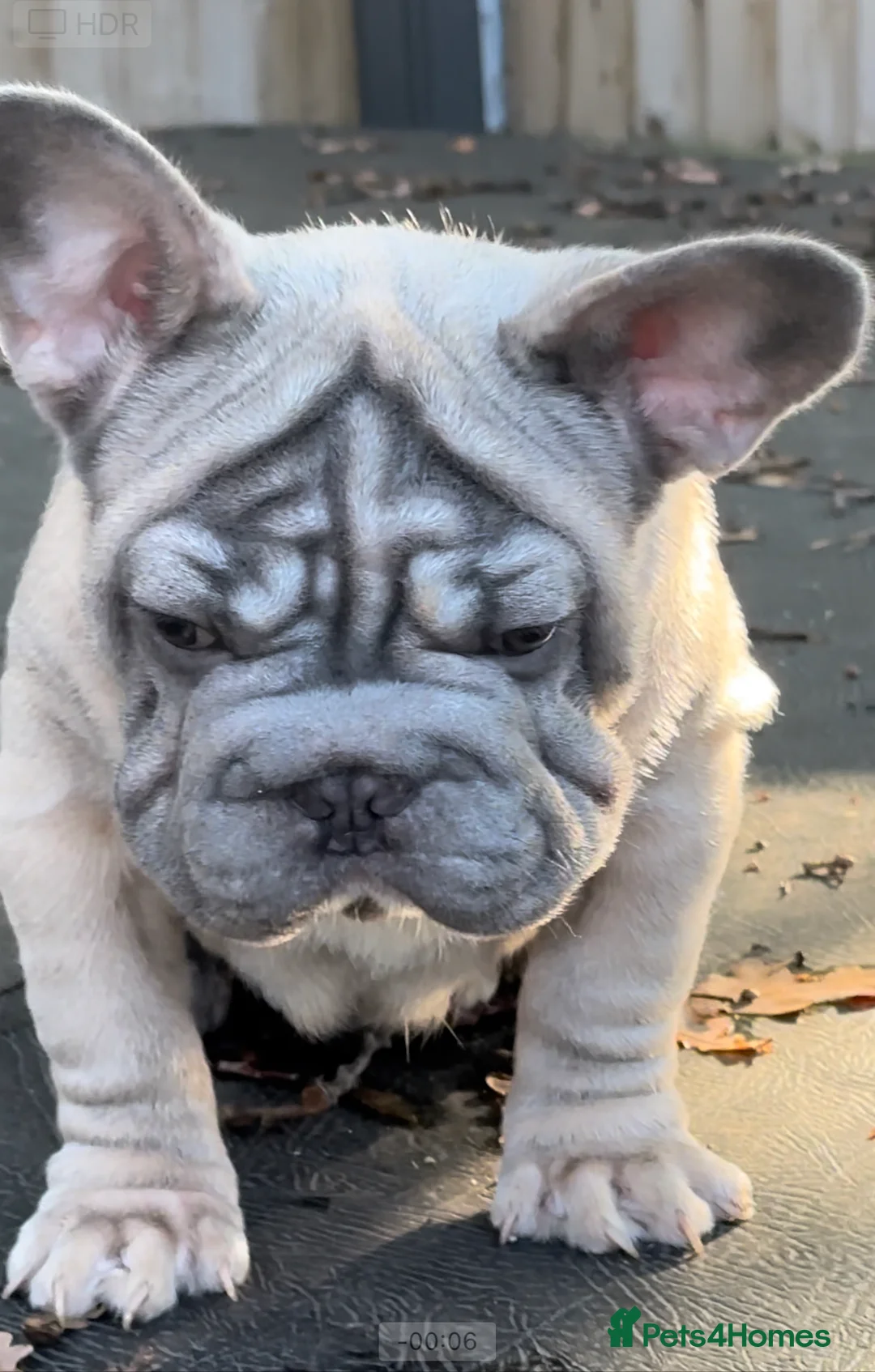 French Bulldog dogs for stud: HIGHEST QUALITY AVAILABLE  in London - Advert 12