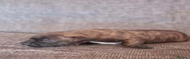 Staffordshire Bull Terrier Puppy 1