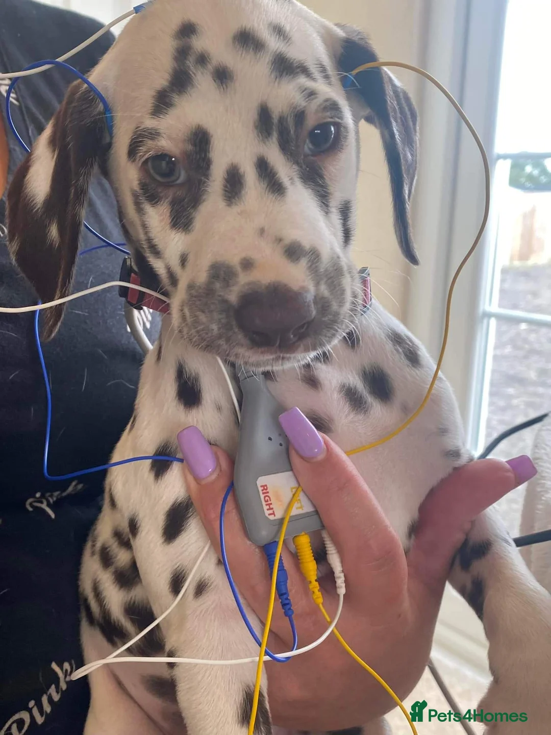 Dalmatian dogs for stud: Liver spot kc dalmatian for stud in Bedford - Advert 8
