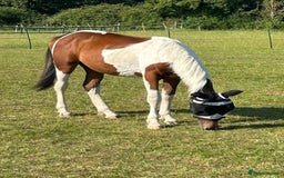 Hanoverian horses for sale: Skewbald filly  - Image 7