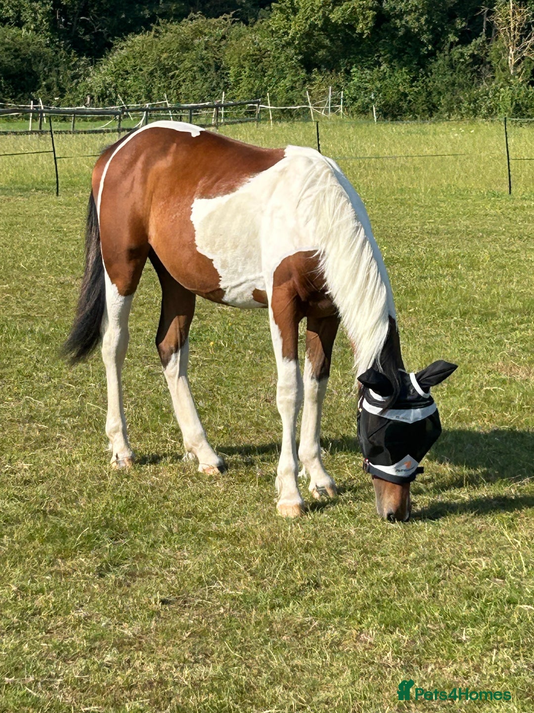 Hanoverian horses for sale: Skewbald filly  - Image 7