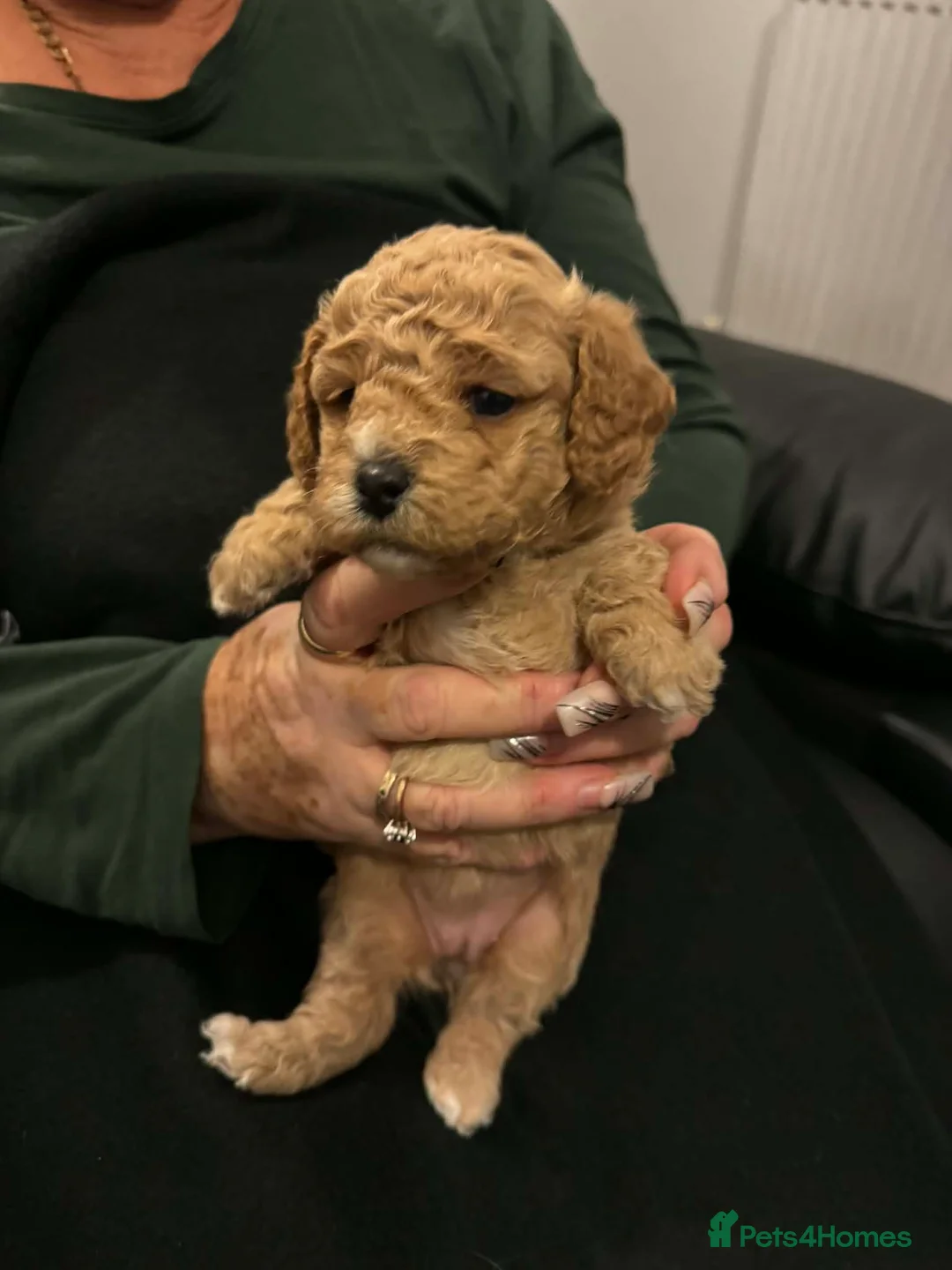 Lhasapoo dogs for sale: Lhasapoo puppies - Advert 8