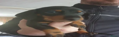 Miniature Dachshund 2