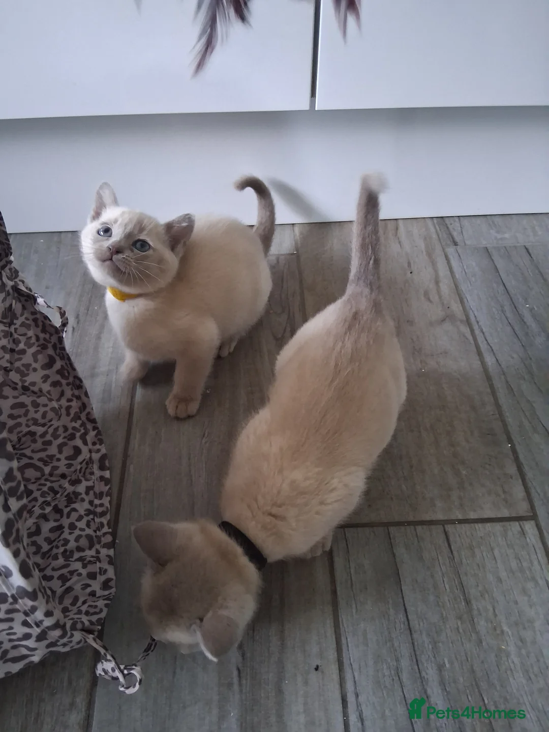 Burmese cats for sale: Stunning lilac kittens available - Advert 8