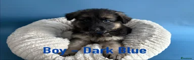 Boy - blue collar