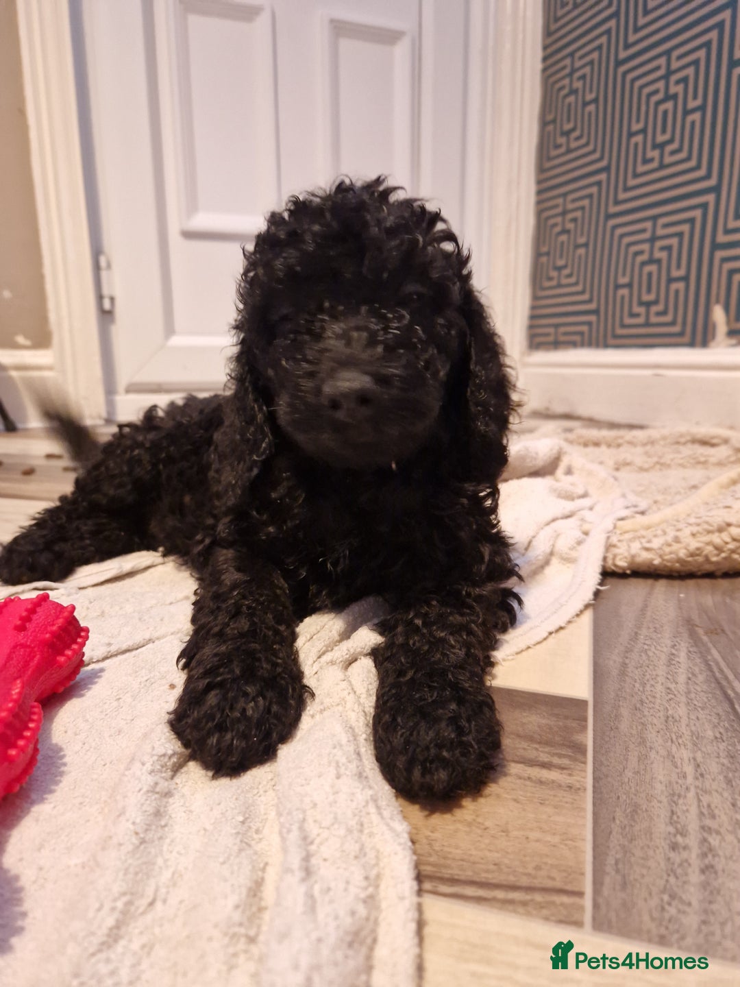 Cockapoo dogs for sale: F2 cockapoo puppies - Image 17