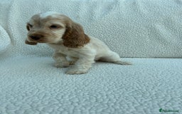 Cocker Spaniel dogs for sale: KC Reg Show Cocker Spaniels - Image 6