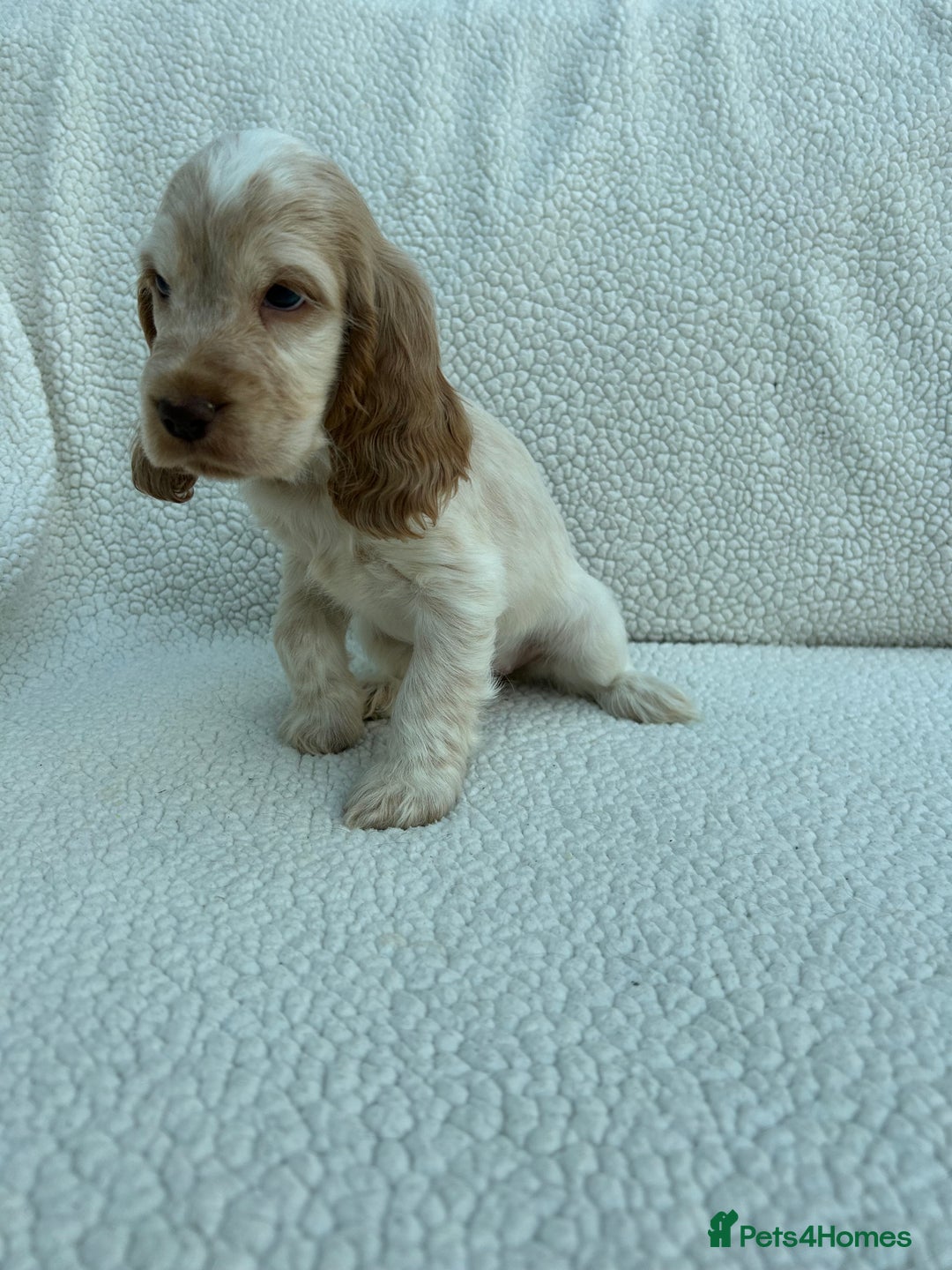 Cocker Spaniel dogs for sale: KC Reg Show Cocker Spaniels - Image 6
