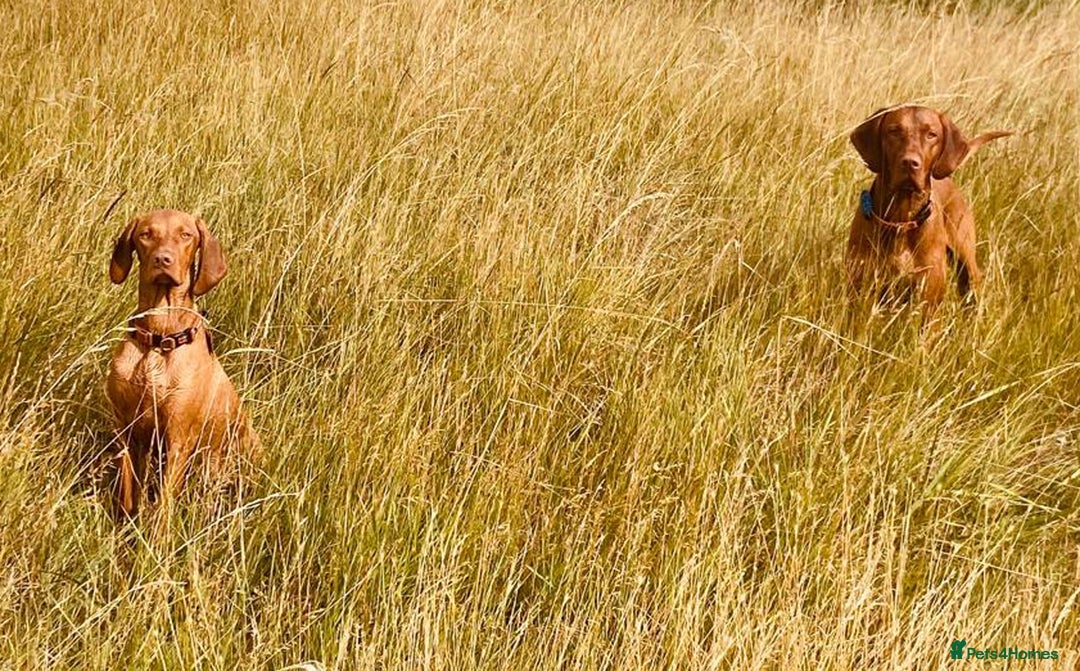 Hungarian Vizsla dogs for sale: 11 month old Bitch - Advert 3