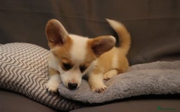 Welsh Corgi Pembroke dogs for sale: Stunning 33 Generation KC Pembroke Corgi Pups - Image 14
