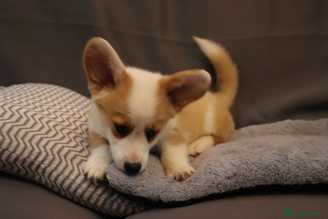 Welsh Corgi Pembroke dogs for sale: Stunning 33 Generation KC Pembroke Corgi Pups - Image 14