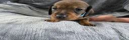 Miniature Dachshund dogs for sale: KC Miniature Dachshunds - Advert 11