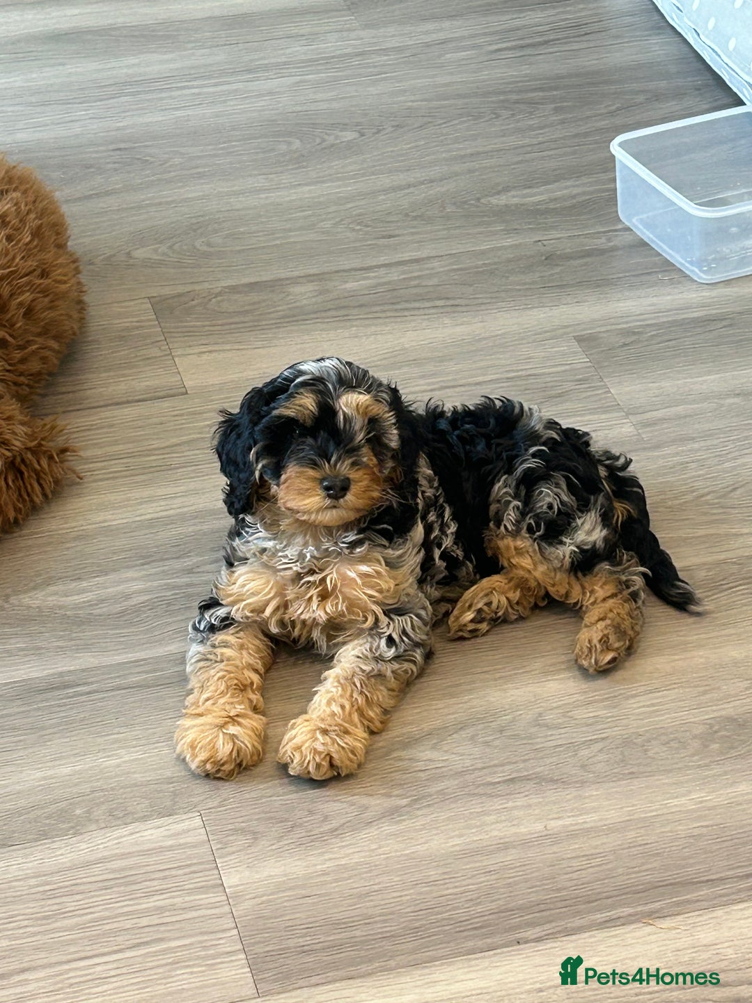 Cavapoo dogs for sale: Rare colour - stunning F1b Cavapoo  - Image 8
