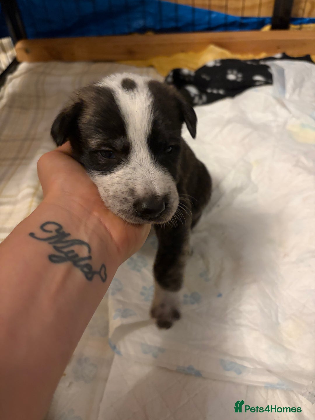 Mixed Breed dogs for sale: 8 beautiful pups for sale - Advert 24