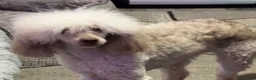 Toy Poodle dogs for sale: Toy Poodle puppy’s  - Advert 10