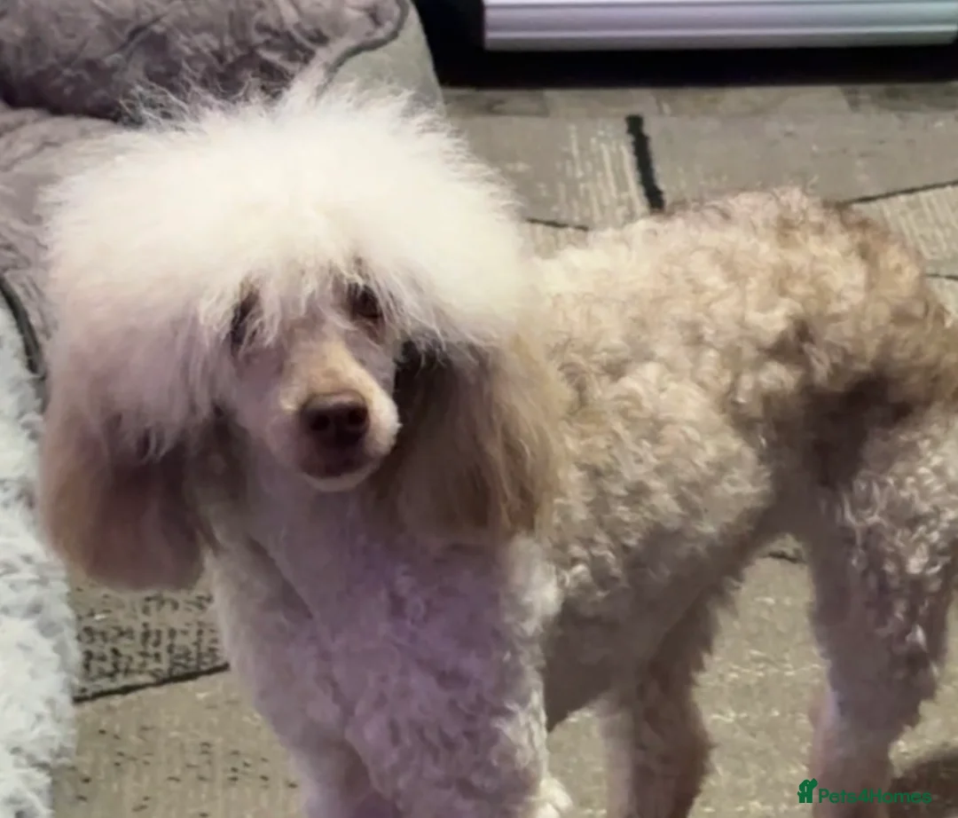 Toy Poodle dogs for sale: Toy Poodle puppy’s  - Advert 10